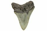 Serrated, Fossil Megalodon Tooth - North Carolina #272520-1
